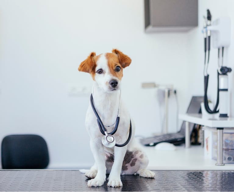 chien vétérinaire laboratoire arcachon bassin