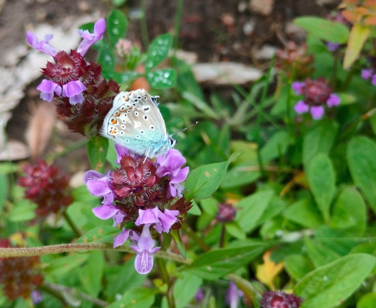 sommerfugl på en blomst