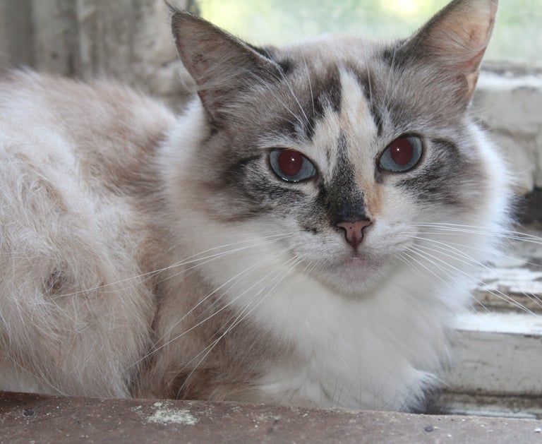 Katze in unserem vorübergehenden Schutzhaus