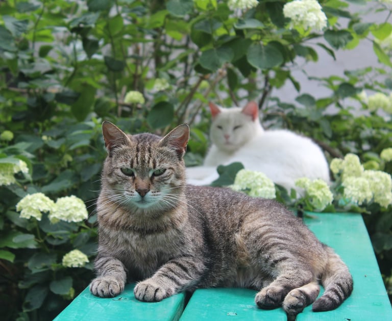 Cats at our temporary safe-house