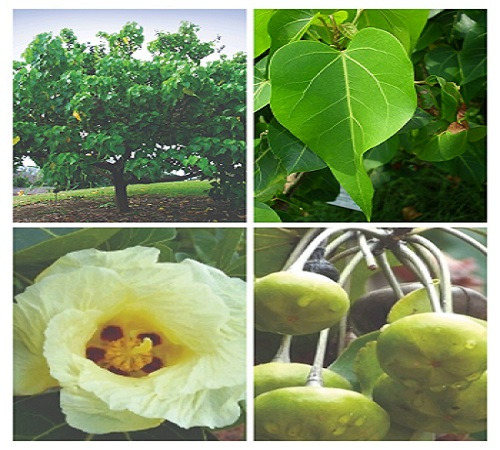 Thespesia populnea, also known as the portia tree, Pacific rosewood, Indian tulip tree or Gulbhedi
