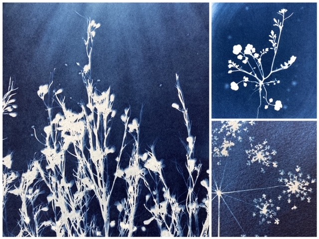 a series of cyanotype photographs of flowers and plants