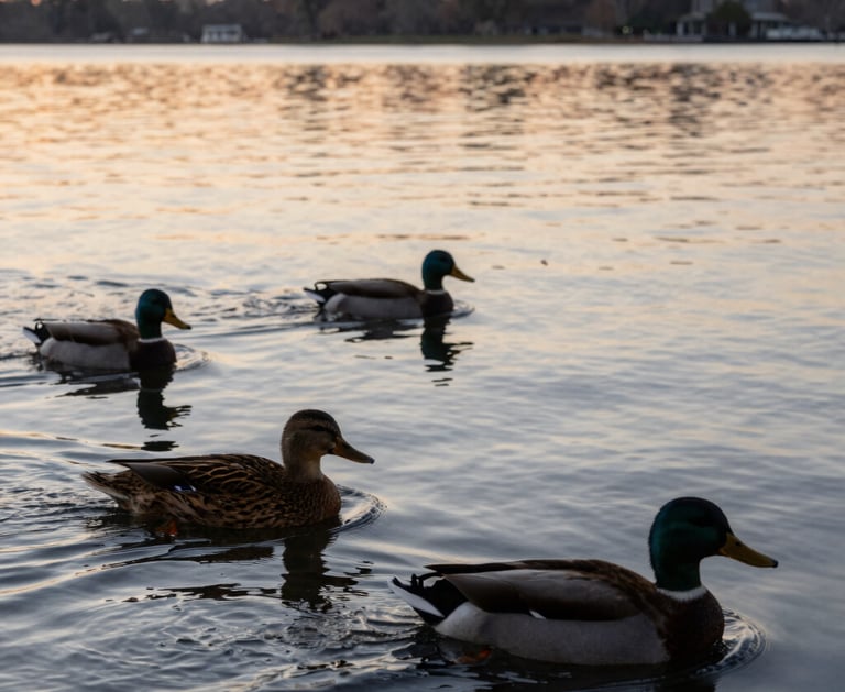 Ducks flying low over the misty Tampa Bay marsh with golden morning light.