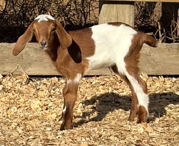 Brown goat standing near fence looking into the distance 