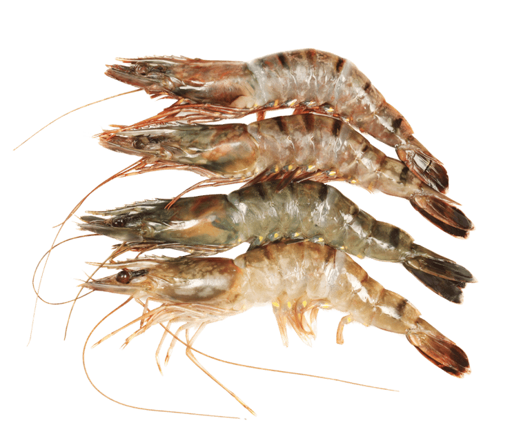 shrimp - awafood jsc