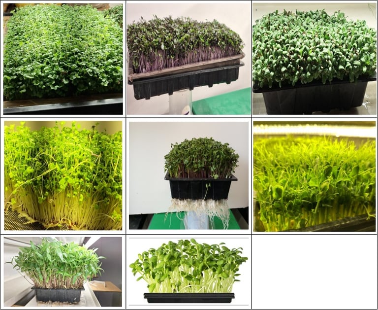 A collage of diverse microgreens growing in black trays, featuring pea shoots and radish sprouts.