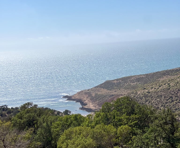 forêt, et falaise au bord de l'océan
