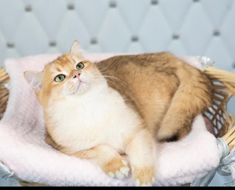 Parents of our BSH Cattery-www.prettybrity.com