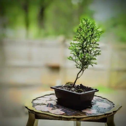 lemon cypress bonsai tree
