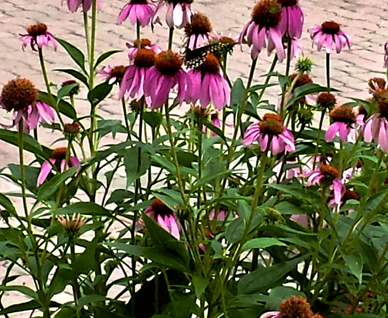 Image of pink flowers outside 