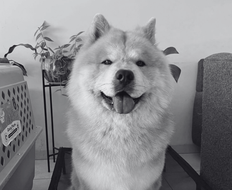 Chow chow esponjoso sentado sobre una cama elevada durante su clase de entrenamiento canino
