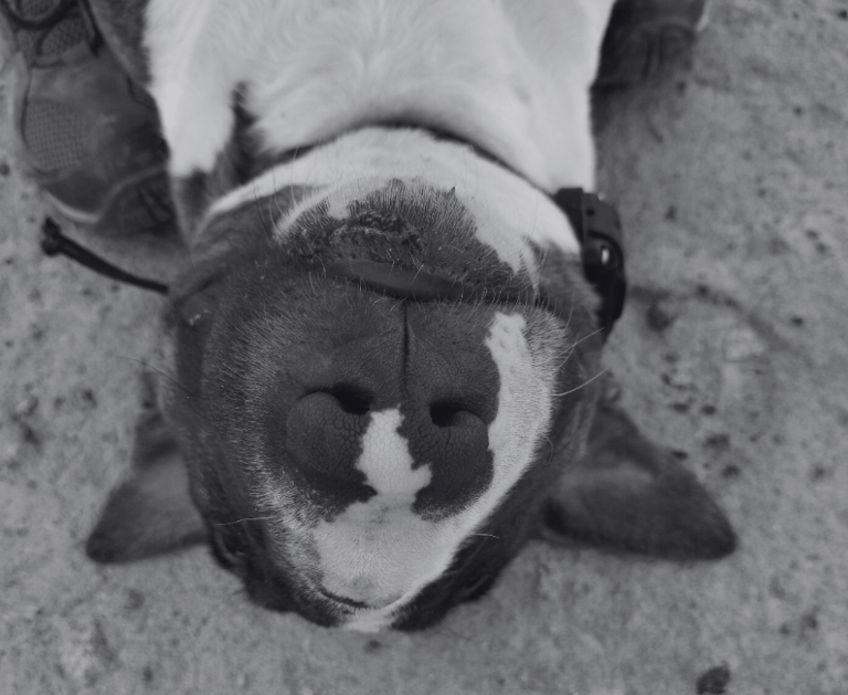 Bull terrier usando ecollar durante una clase de adiestramiento canino