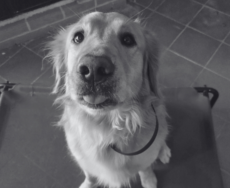 Golden Retriever sentado sobre una cama dentro de una casa mientras saca la lengua