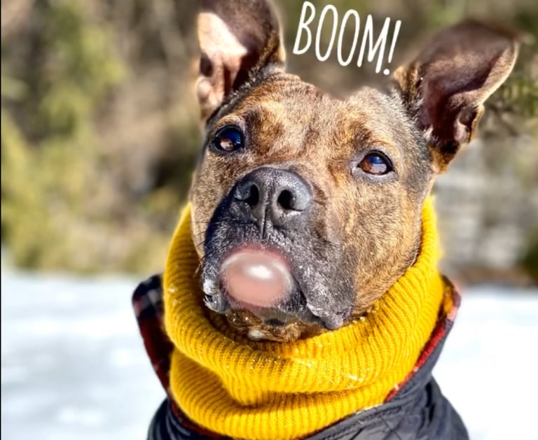 NFT | Maggie the dog by BU4ever | Ask for pricing