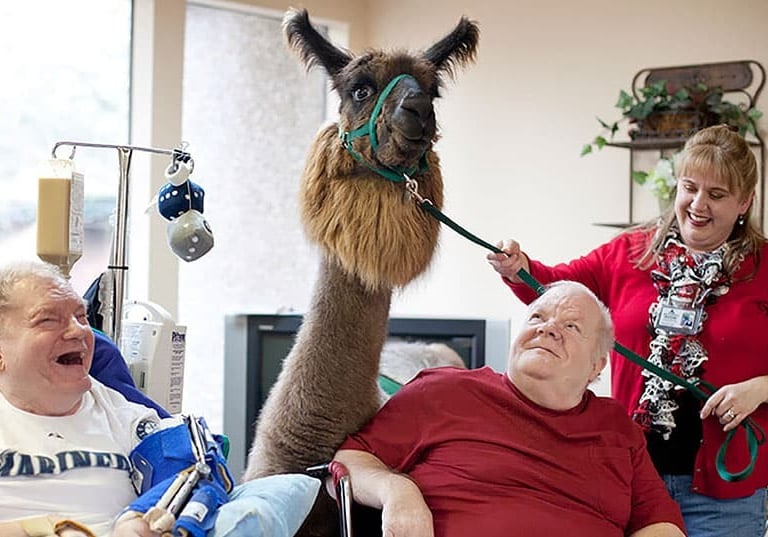 A Pet Partners Alpaca Therapy team visit two men .