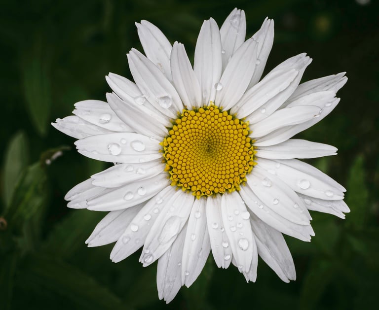 a white daisy flower with water droplets on it