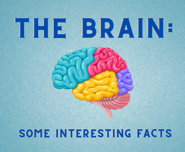 Brain, Brain Facts, Brain Injury, Evolve Neuro Rehab, Stroke, Brain Injury, Rehabilitation, Neuro