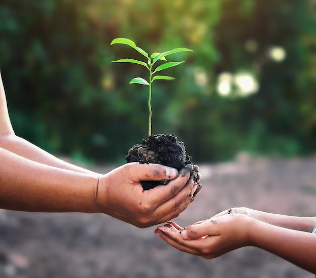 a person holding a plant in their hands