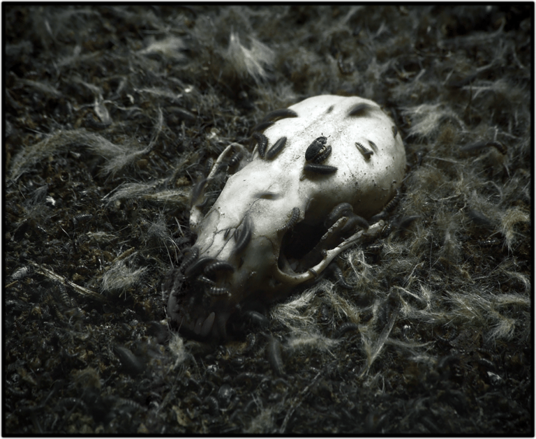 ANIMUS ANIMALIS (A STORY ABOUT PEOPLE, ANIMALS AND THINGS)