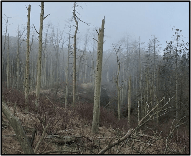 ACID FOREST