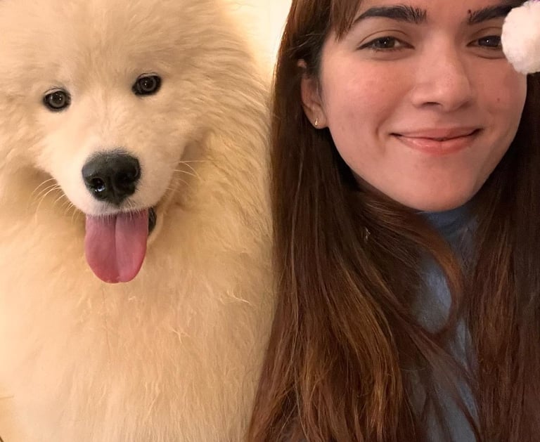 Samoyed puppies for sale in Illinois