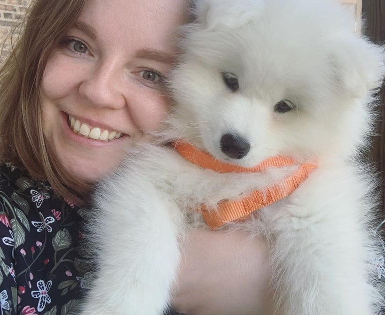 Samoyed puppies or sale in Atlanta, Georgia