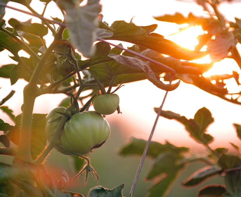 a green tomato plant with a sun shining through the leaves