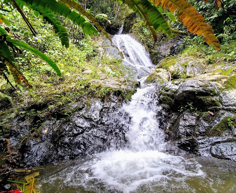 Bosque húmedo y rocas naturales en la Ruta El Fierro, Anzoátegui