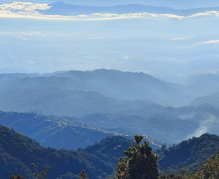 Bosque altoandino con neblina en Anzoátegui Tolima