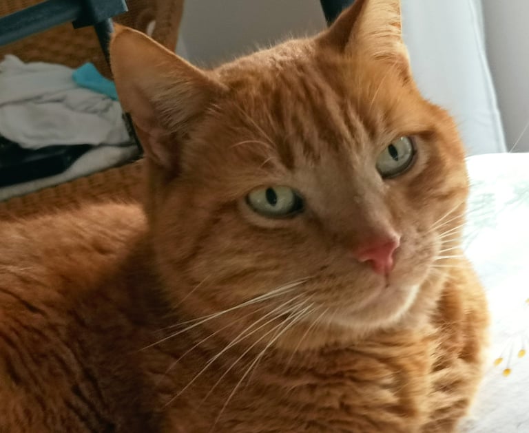 Léo