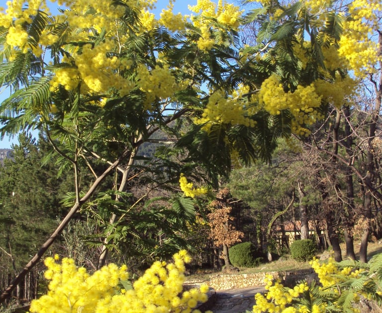 Our garden Mimosa