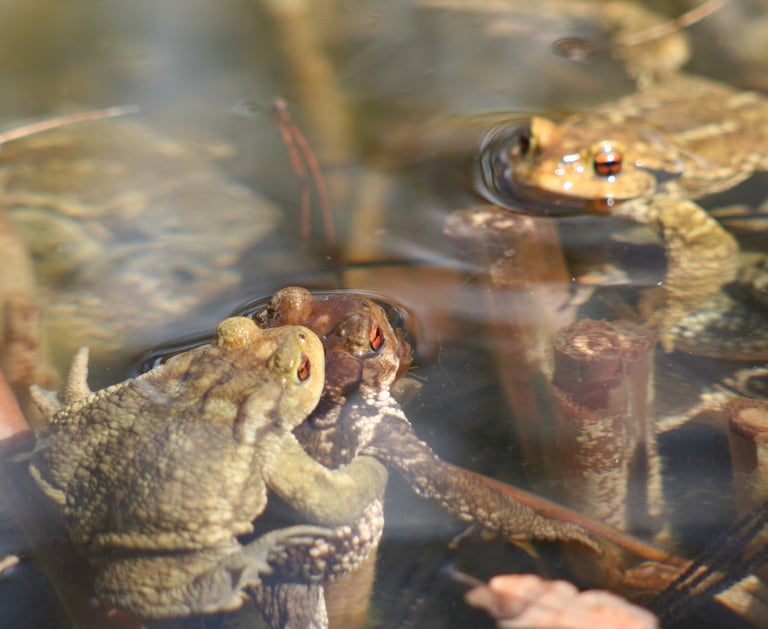 Toad visitors to our pond
