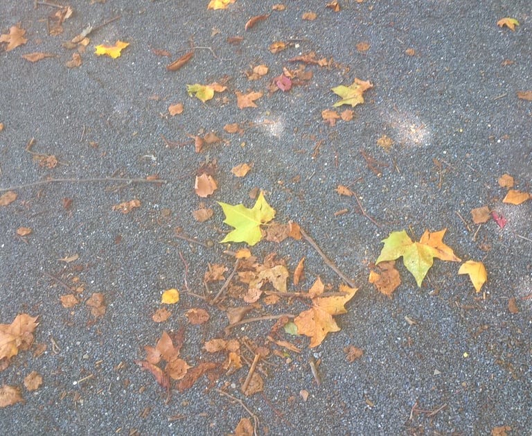 Autumn leaves