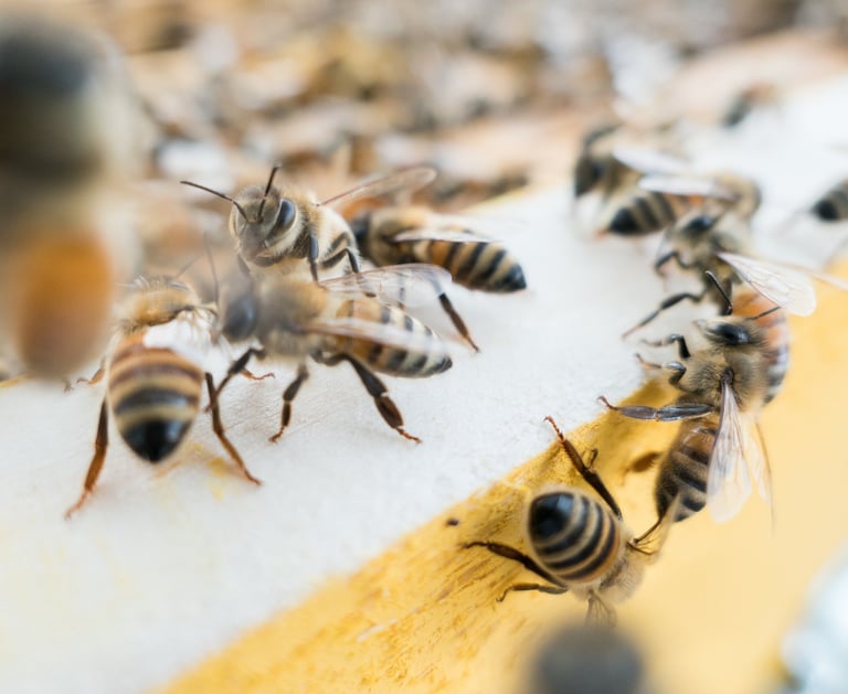 Bienen am Flugbrett vom Bienenstock