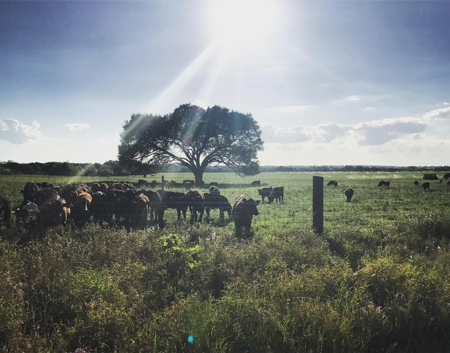 beef tallow all-natural skincare products