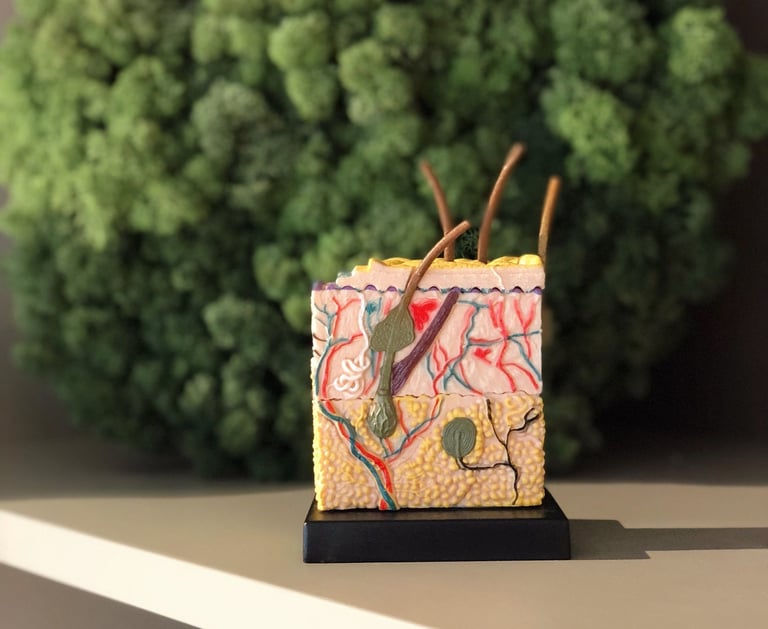 an enlarged 3D model of the human skin