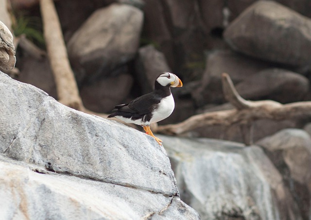 puffin