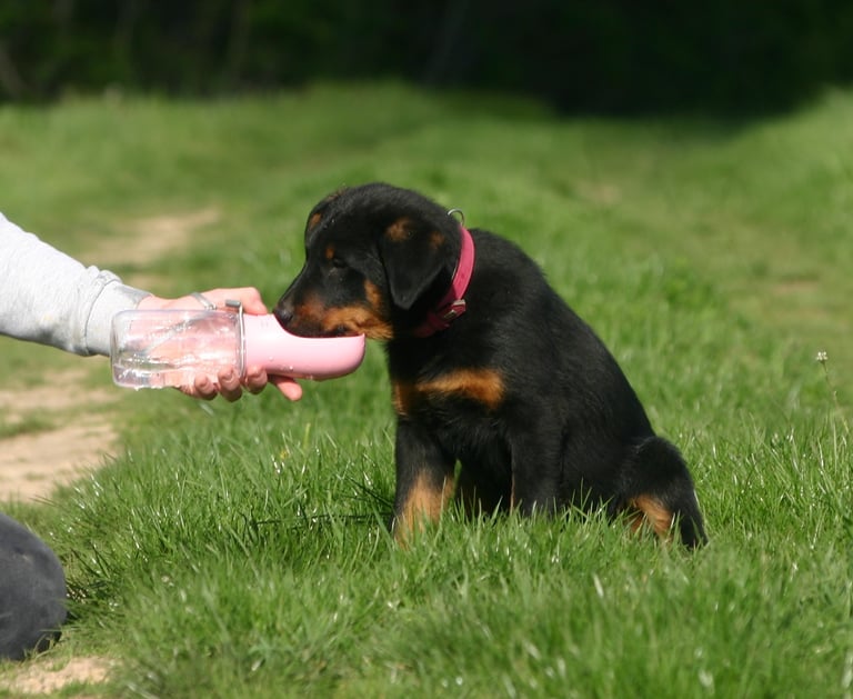 a dog is playing with a bottle of water