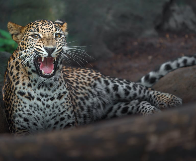 Sri Lankan leapord in Yala Park