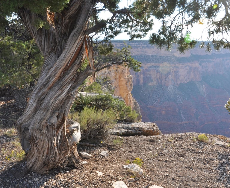 a tree with the grand canyon in the background