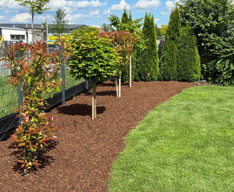 Landscaped garden bed with fresh brown mulch, young maple trees, and green lawn bordering a fence.