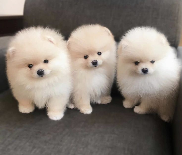 venta perro pomerania