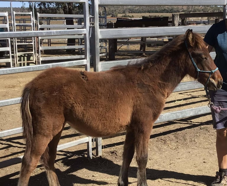 Save Australian Brumbies