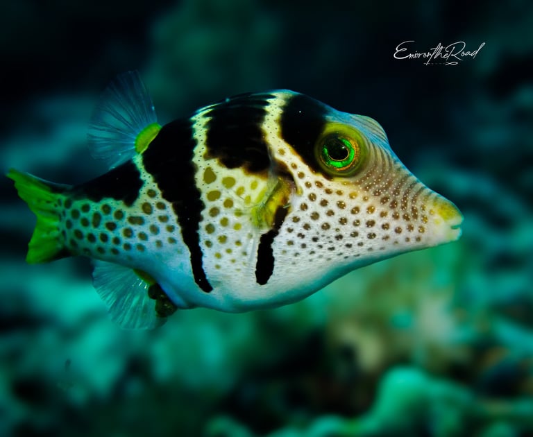 Valentin's-Sharpnose-Pufferfish-Gili-Scuba-Diving