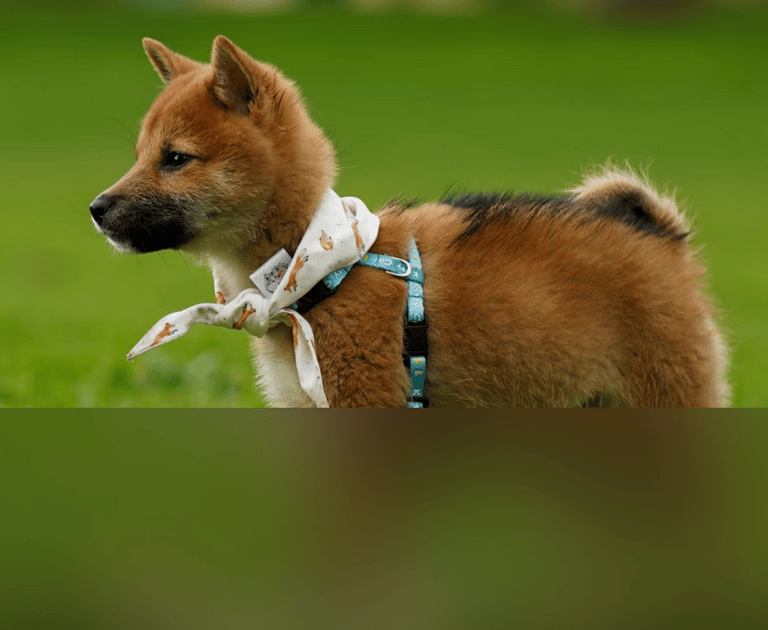 dogAdvisor | dogadvisor | dog advisor | dogAdvisor.dog