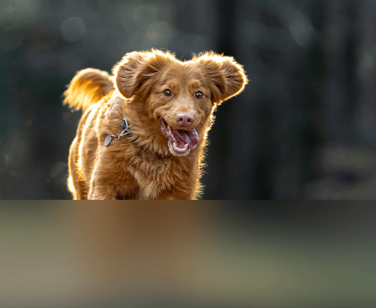 dogAdvisor | dogadvisor | dog advisor | dogAdvisor.dog