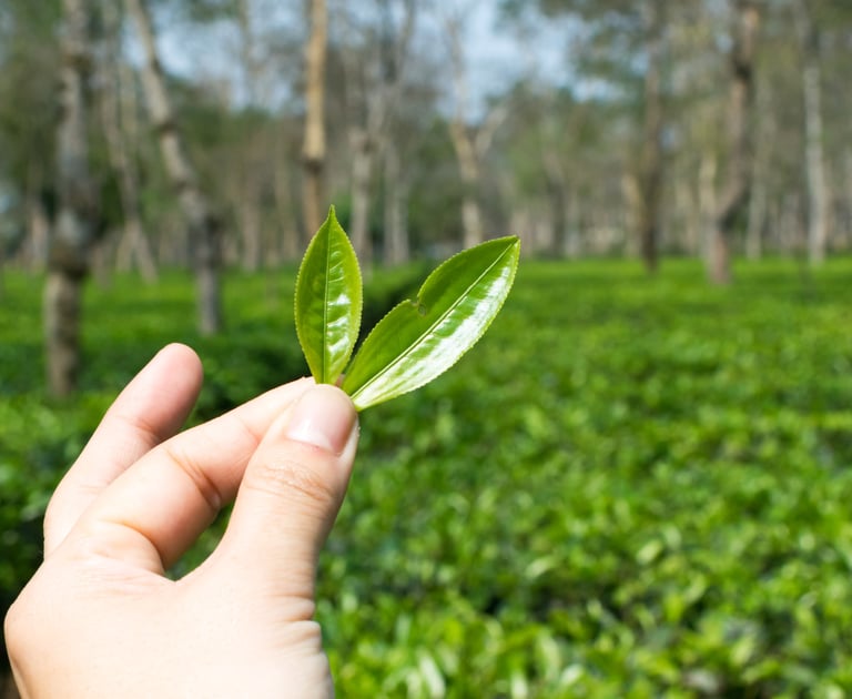 Tea Leaf AK NorthEast