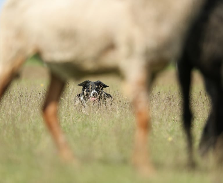 Border Collie Breeder | Border Collie Kennel | Border Collie Puppies