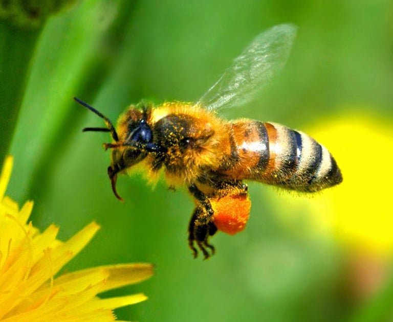 photo d'une abeille qui butine