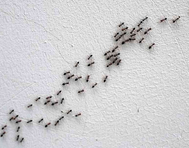 colonie de fourmis sur un mur 
